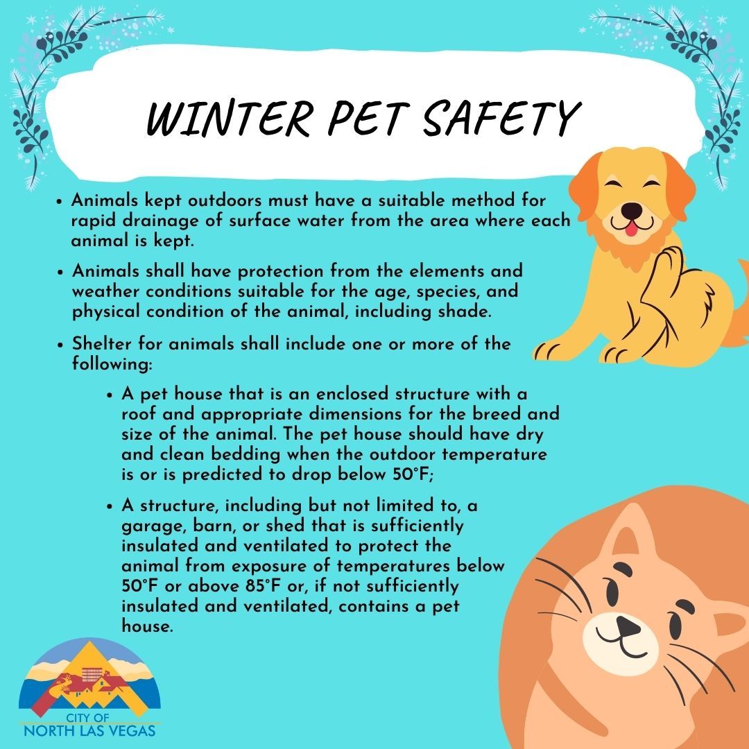 Winter pet safety