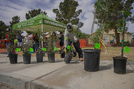 Tree giveaway event