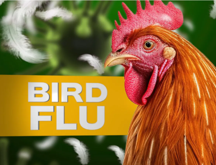 bird flu 3
