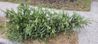 Christmas tree at curb