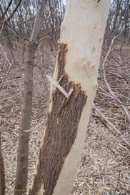 Bark stripping