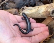 Salamander