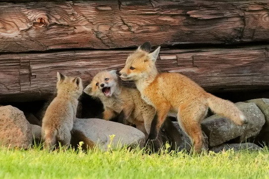 foxes
