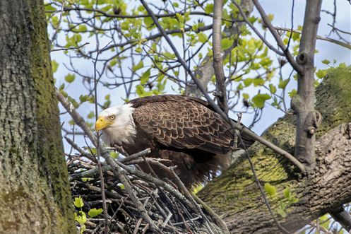 eagle