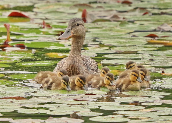ducks