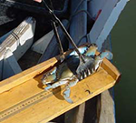 crabbing with tongs