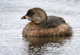 pied-billed grebe