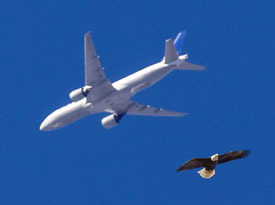 soaring bald eagle and jetliner