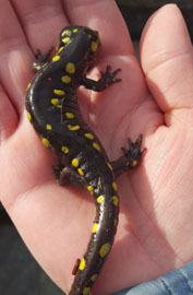 spotted salamander