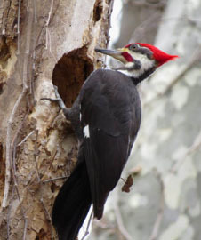 pileated woodpecker