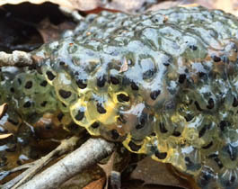 wood frog egg mass