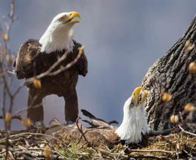 incubation changeover at bald eagle nest
