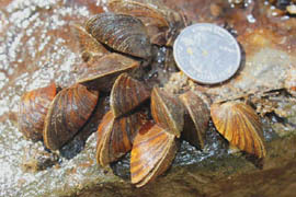 zebra mussels at Hannacroix Creek