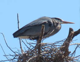 great blue heron at nest