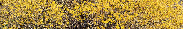 forsythia - photo courtesy USDA-NRCS PLANTS Database / Herman, D.E., et al. 1996. North Dakota tree handbook