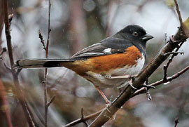 male Eastern towhee