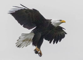 adult bald eagle with turtle in talons
