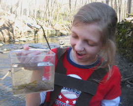 Student viewing glass eels and elvers