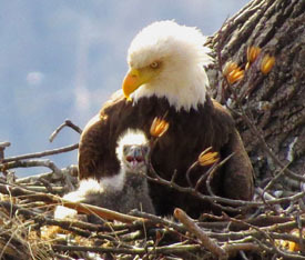 bald eagle and nestling