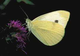 European cabbage white butterfly