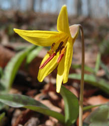 trout lily