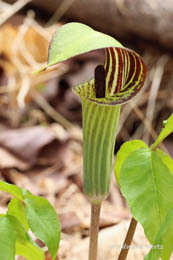 jack in the pulpit