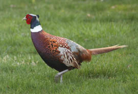 ring-necked pheasant