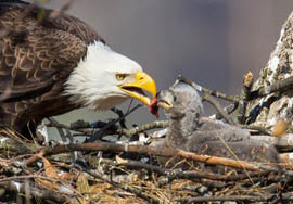 parent bald eagle feeding eaglet