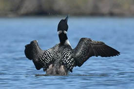 common loon