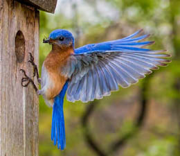male bluebird at nest box