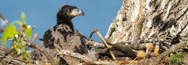 nestling bald eagle - photo courtesy of John Badura