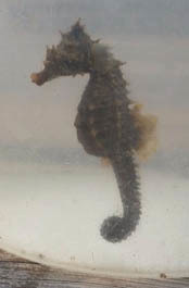 lined seahorse