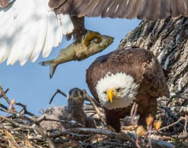 herring lunch arriving at eagle nest