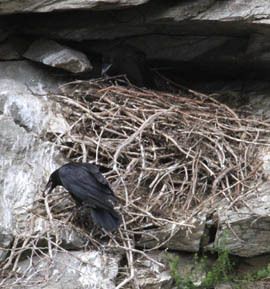 common raven at nest