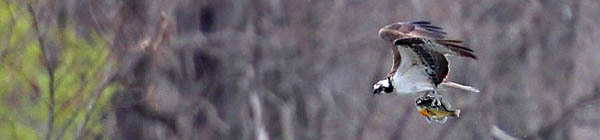 osprey with bluegill: photo courtesy of Deborah Tracy-Kral osprey with bluegill: photo courtesy of Deborah Tracy-Kral