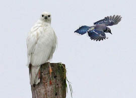 blue jay harassing leucistic red-tailed hawk