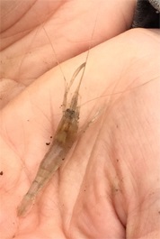 grass shrimp - Palaemonetes sp.