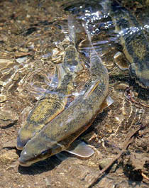 white suckers spawning