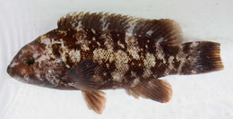 tautog