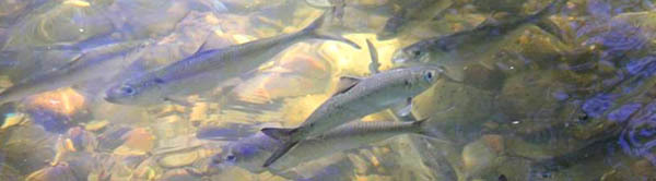 river herring in Hudson River tributary