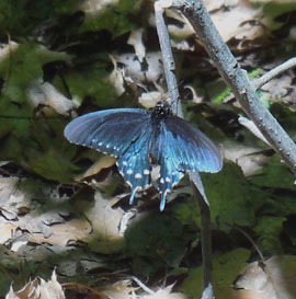 pipevine swallowtail