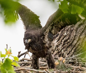 young eagle flapping wings