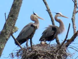 great blue herons on nest