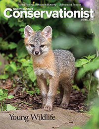 cover of June 2016 Conservationist