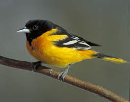 male Baltimore oriole