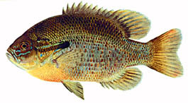 red-breasted sunfish