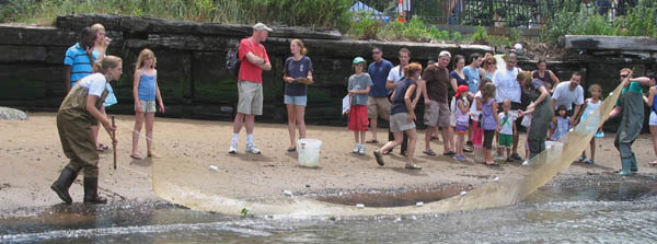 seining for fish count at Brooklyn Bridge Park