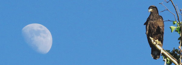 fledged bald eagle & rising moon - courtesy of Mark Courtney