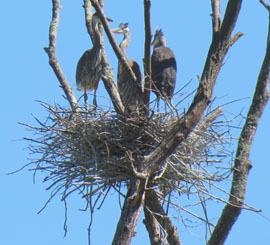 young great blue herons in nest