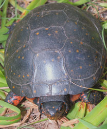 spotted turtle